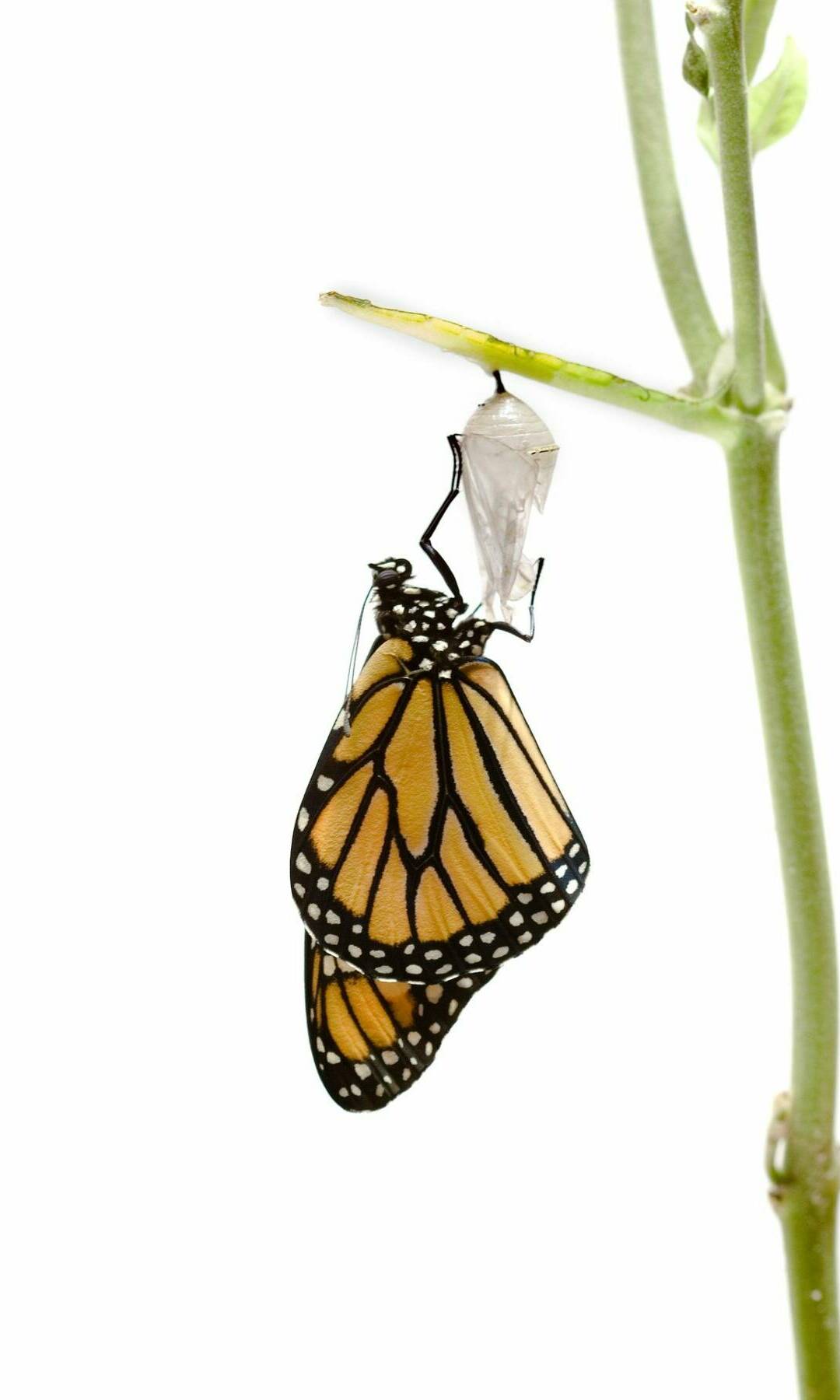 butterfly-5856513_1920