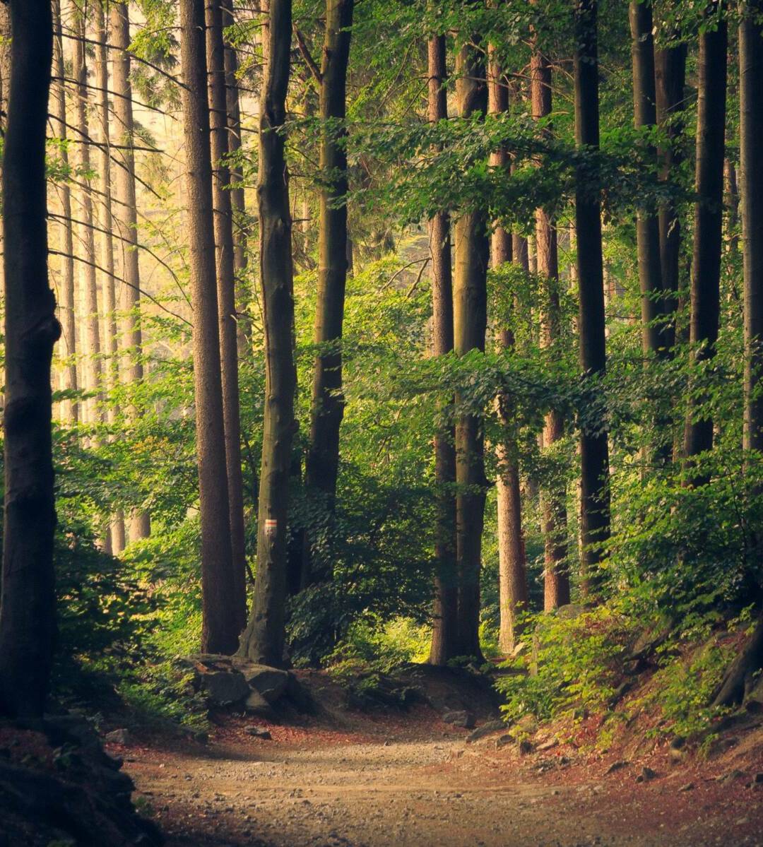 foret