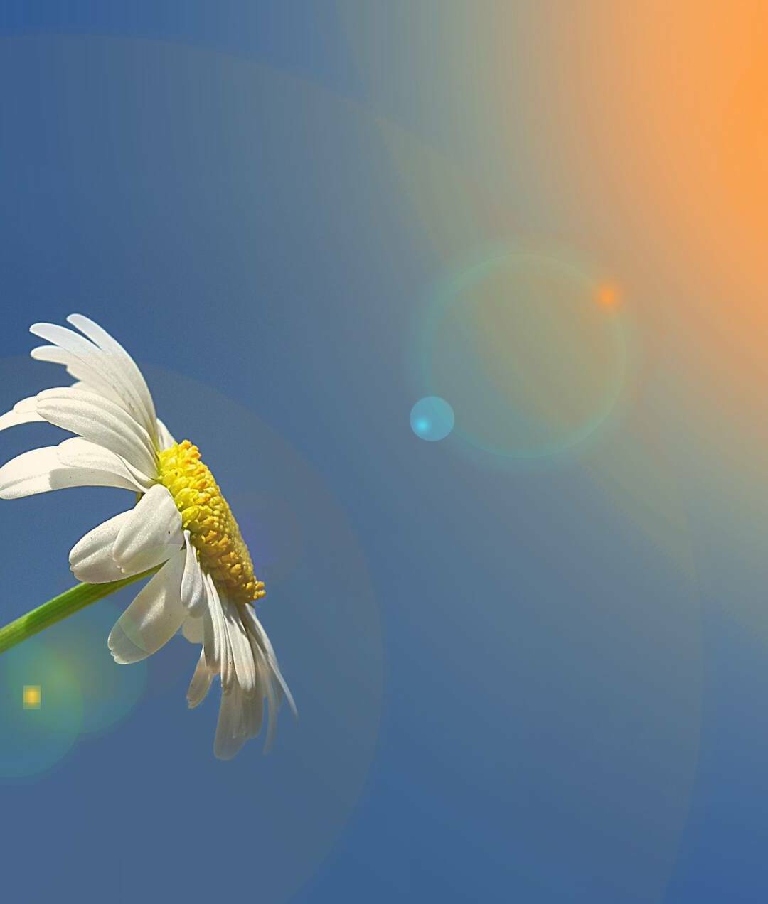 marguerite-1607181_1920
