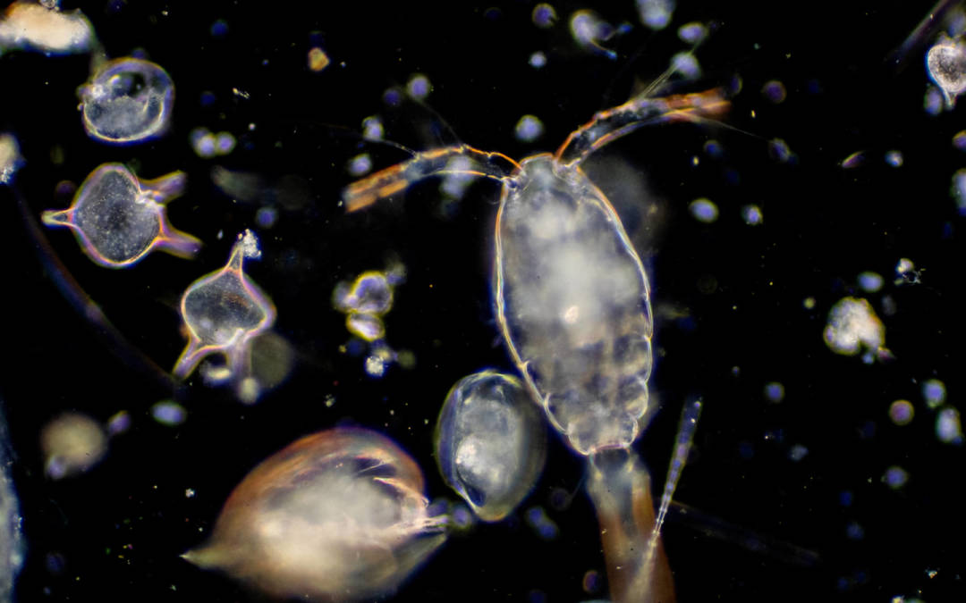 Quelle leçon de sagesse pouvons-nous apprendre des planctons?