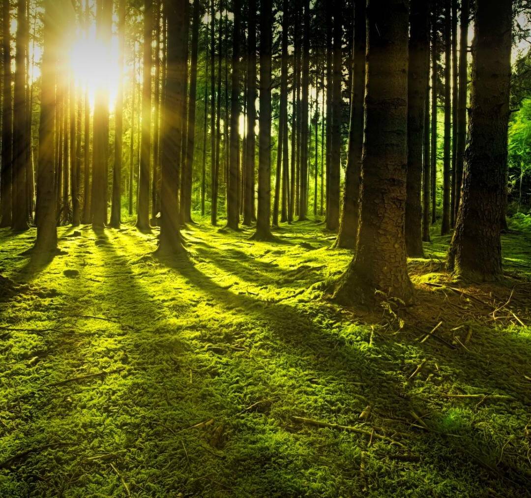 trees-3294681_1920